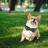 Adjustable Soft Dog Collar with Bow Tie, Cute Dinosaur Print, Gift Collar for Small Dogs