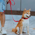 EXCELLENT ELITE SPANKER Strong Durable Nylon Dog Training Leash, 4 Feet Long, 1" Wide for Small Medium Dogs