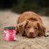Visionary Pet Foods Tasty Spread for Dogs - Salmon Recipe - Healthy Dog Treat - Dog Treat Pouch - 10oz Jar