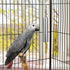 Hypeety Stainless Steel Bell Bird Toys Chew Toy for Parrot, Macaw, Heavy Duty Bird Cage Stand Toys