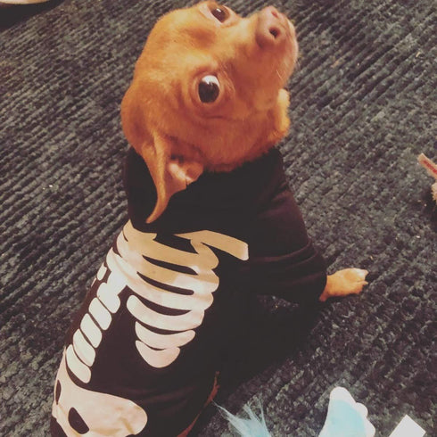 Halloween Pet Dog Cat Skull Hoodies Glowing Skeleton Bones Costume Outfit for Dogs Cats (M)