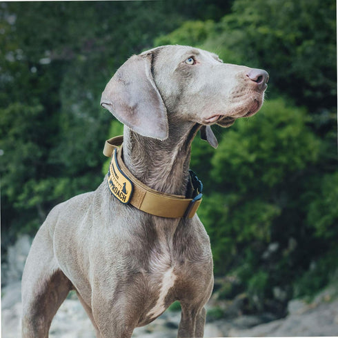 OneTigris Tough Tactical Dog Collar, Adjustable Military Collar with Handle, Large, Brown