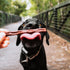 Happy Howie's Natural Dog Treats - Healthy Beef Treats, Chewy & Soft, Hormone Free, 3 Pack