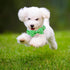 Adjustable Dog Collar for X-Large Dogs, Green Gooses Summer Holiday Pet Collar for Boys & Girls