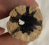 Awesome Aquatic Natural Cholla/Choya Wood, 3 Pieces 6” for Shrimp Habitat, Chew Toys, and Aquarium Decoration