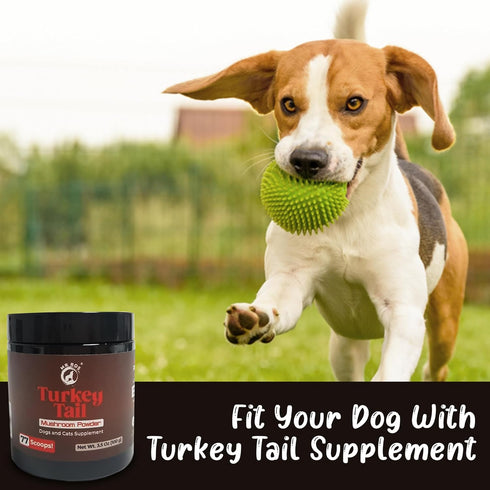 Organic Turkey Tail Mushroom Powder for Pets Health | Immune, Gut & Digestive Support | Non-GMO, Dog & Cat Supplement,