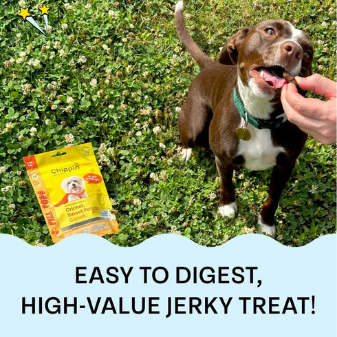 Cricket & Sweet Potato Soft Dog Training Treat (5oz, 1-Pack) | Hypoallergenic, Novel Protein Treat for Dogs with Allergies | Made in USA | Best Pill Pocket with No Chicken & No Beef