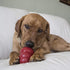 KONG Easy Treat Bacon & Cheese Combo Pack - Dog Treat Filler for Lick Mats, 7 oz & 8 oz, Small Dogs