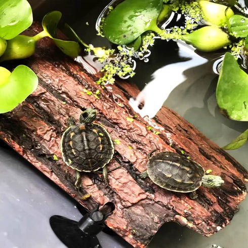 Flushbay Turtle Floating Basking Platform, Aquarium Decorations with Suction Cups for Tortoise Climbing