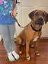 3 FT Slip Lead Dog Leash, 1/2 inch Rope for Walking and Training, No Pull Strong Nylon Leash for Medium and Large Dogs