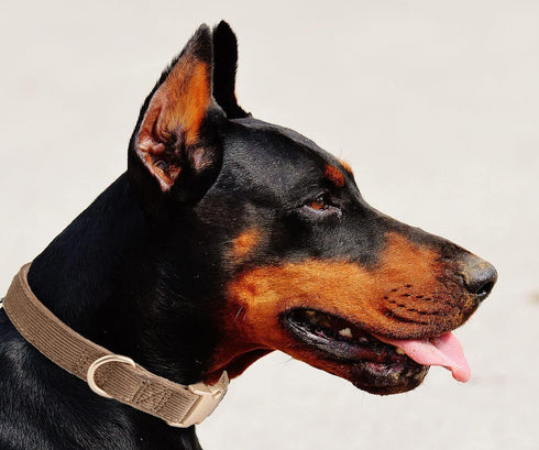 Soft Dog Collar with Metal Buckle, Adjustable Durable Comfort Cotton Corduroy for Large Medium Small Dogs, Velvet,