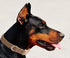 Soft Dog Collar with Metal Buckle, Adjustable Durable Comfort Cotton Corduroy for Large Medium Small Dogs, Velvet,
