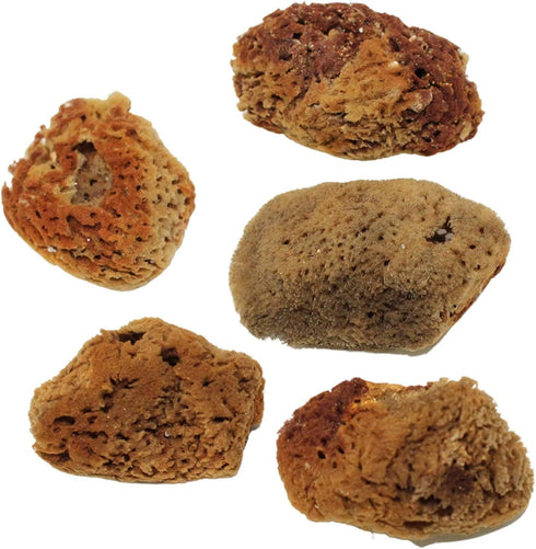 Pack 25 Needzo Hermit Crab Natural Sponge for Water Dish, Drinking and Tank Humidity, Size May Vary