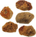 Pack 25 Needzo Hermit Crab Natural Sponge for Water Dish, Drinking and Tank Humidity, Size May Vary