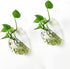2PCS Wall Hanging Plant Terrarium, Wall Mounted Fish Bowl Tank, Acrylic Globe Flower Vase Planter