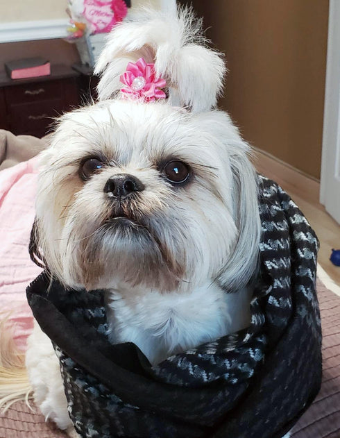 100pcs/50pairs Dog Hair Bows, Grooming Bulk with Rubber Bands in Mixed Colors, Toknot Bowknot Elastic for Small Medium