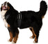 Dog Cooling Vest and Cooling Collar - Ice Vest for Dogs (XL)