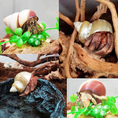 13 Pack Hermit Crab Shells with 2 Pack Food and Water Bowl, Growth Turbo Seashell Supplies Accessory