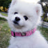 IVY&LANE Reflective Dog Collar and Leash Set, Breathable Nylon Pet Collar, Adjustable Neoprene Padded for Small Medium