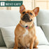 Gold Chain Dog Collars with Personalized Diamond - Cuban Link 19MM Heavy Duty Chew Proof, AirTag Holder (XL: 22"-26")