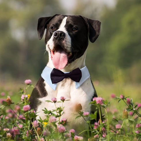 Dog Bow Tie, KOOLMOX Adjustable Black Pet Tuxedo Collar with White Bow Tie for Medium Large Dogs
