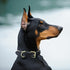 Mile High Life Genuine Leather Dog Collar, Heavy Duty Canvas with Adjustable Rust-Proof Metal Pin Buckle for Large Dogs