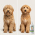 We Love Doodles Dog Detangler Spray - Leave-in Conditioner for Dogs - Dog Detangling Spray - Dematting Spray for Dogs