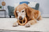 Hartz Chew ‘n Clean Chew Toy and Treat in One, Chicken Flavored Ring Dog Toy, Medium