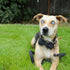 Unique Style Paws Cotton Dog Collar with Bow, Black White Round Dot for Small Medium Large Boys Girls