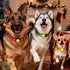 LaRoo Christmas Day Dog Lights for Night Walking,Led Dog Collar Lights for Nighttime Clip On Light up Dog Collar