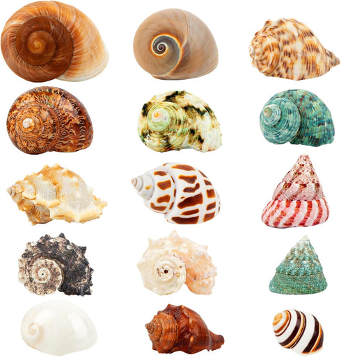 15PCS Natural Hermit Crab Shells, Sea Conch Size 1.6"-3.2", Turbo for Small to Medium Crabs
