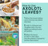 SunGrow 10 Pack Axolotl Indian Almond Leaves, 5-Inches for Aquarium Water Quality Improvement
