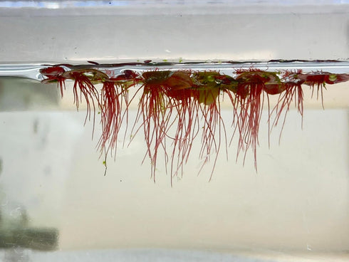 TMD Fishkeeping 30+ Red Root Floater - Live Aquarium Plants