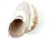 Heyiwell 3.5"~5" Inch Natural Large Wavy Top Turbo Seashells&Hermit Crab Shells