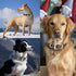 Leather Dog Collar Heavy Duty Hardware Dog Collars Full Grain Ultra Soft and Comfort Genuine Cowhide Metal Buckle Thick Belt Collar for Small Medium Large Pets (Medium (13-19" Neck))