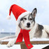Rypet Dog Santa Hat and Scarf, Christmas Costumes for Large Dogs, Pet Santa Hat and Christmas Scarf