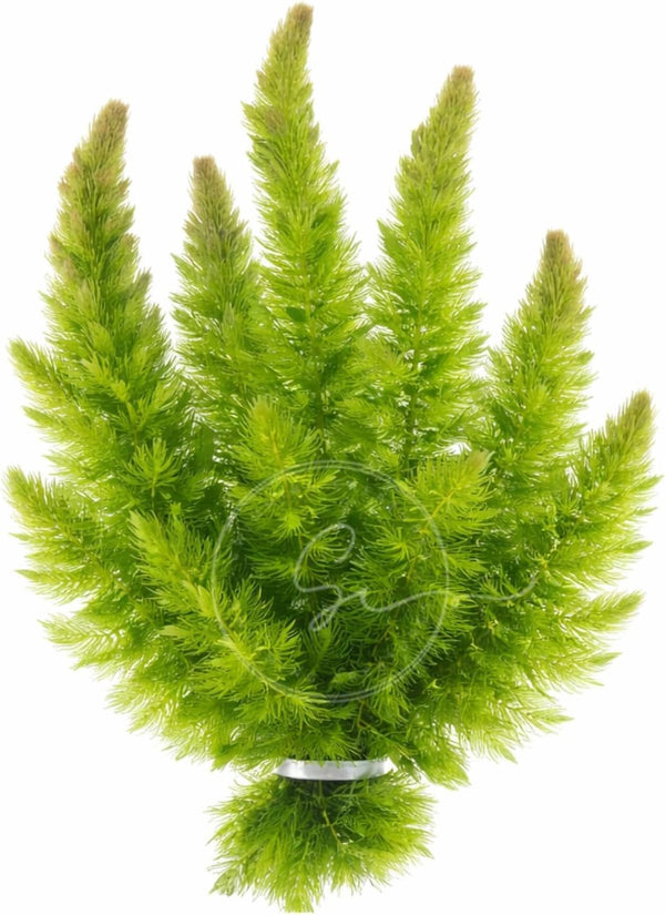 Swimming Creatures Live Aquarium Plants (1 Large Bunch Hornwort)