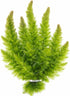 Swimming Creatures Live Aquarium Plants (1 Large Bunch Hornwort)