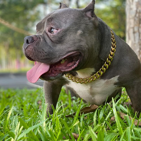 Gold Dog Chain Collar with Secure Buckle & ID Tag, 18K Cuban Link Heavy Duty Chew Proof for Large Dogs (19MM, 24")