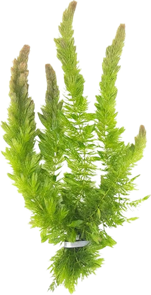 Live Fish Aquarium Plants - Hornwort Coontail - Floating or Rooted, Excellent