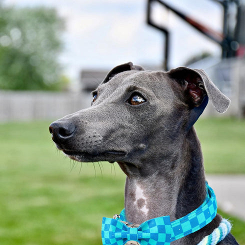 Maca Bates Plaid Blue Dog Collar with Checkered Bowtie, Adjustable Breakaway Collars for Small Medium Large XL Dogs