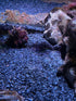 Natural Slate Stone - 1/8 to 1/4 inch Slate Gravel for Aquariums, Bonsai, and Miniature Gardens