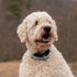 If It Barks - 1.5" Adjustable Martingale Collar for Dogs - Strong Comfy Nylon - Ideal for Training - Made in USA -