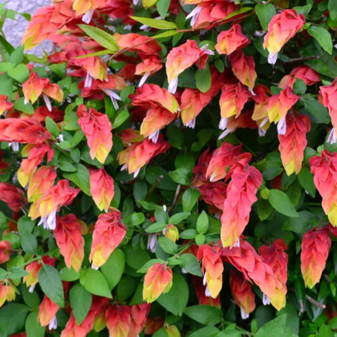 2 5 Inches Shrimp Live Plants, Shrimp Plant Live, Justica Brandegeana Plant from Tall Seedling