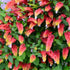 2 5 Inches Shrimp Live Plants, Shrimp Plant Live, Justica Brandegeana Plant from Tall Seedling