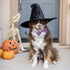 Huxley & Kent Bow Tie for Pets, Witch's Brew (Small), Halloween Velcro Collar Attachment, Fun Bow Ties for Dogs & Cats