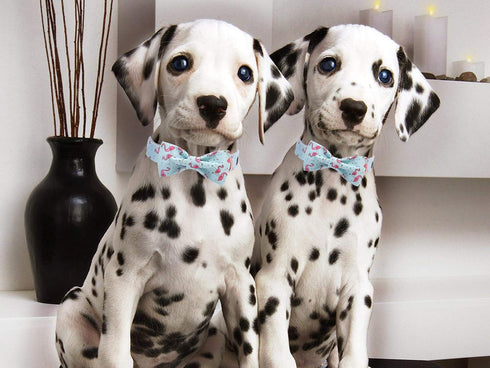 ARING PET Adjustable Bowtie Dog Collar for Small Medium Large Dogs