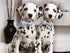 ARING PET Adjustable Bowtie Dog Collar for Small Medium Large Dogs