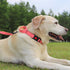 Joytale Martingale Collar for Dogs, Adjustable Reflective Heavy Duty Collar with Quick Release Buckle for Medium Dogs,