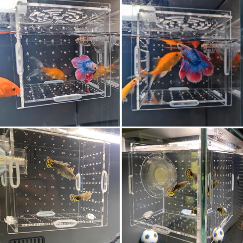 Acrylic Fish Breeding Box, Transparent Isolation Box Hatchery Incubator with Suction Cups for Guppy Shrimp Clownfish